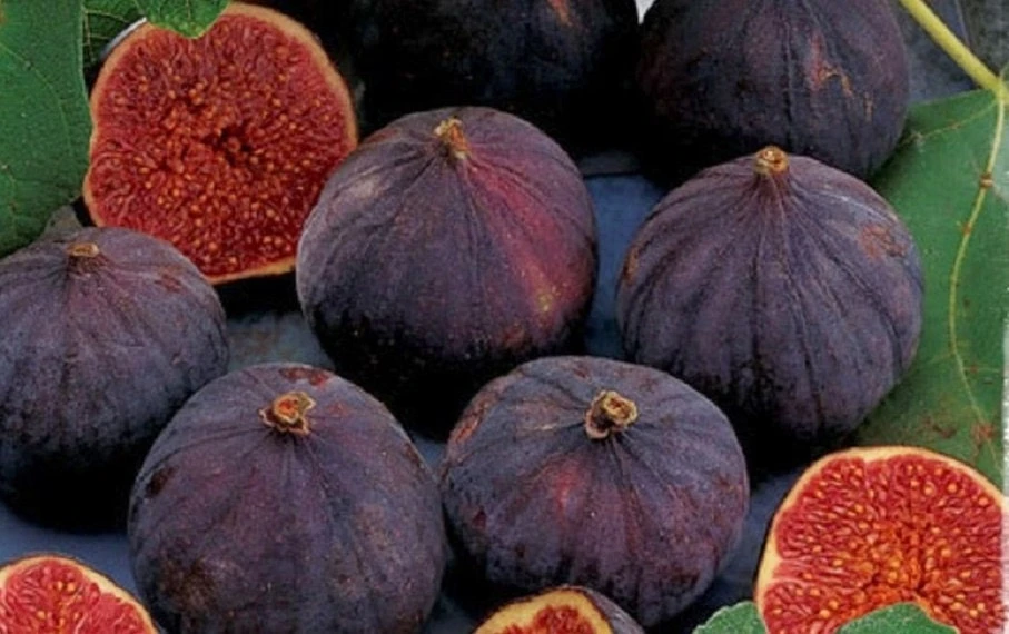 Negronne Fig Tree Live Plant - Sweet Black Figs - 1 Gallon Pot - USDA Zone 7-9 - Image 1