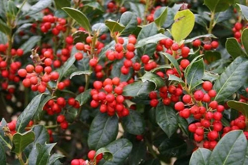 Nellie R. Stevens Holly Live Plant - 3 Pack, 2.5 ft. Tall, Evergreen Shrub, Outdoor - Image 1