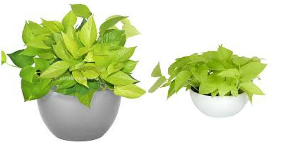 Neon Pothos Live Plant, 4 inch Pot, Tropical Indoor & Outdoor - Image 1