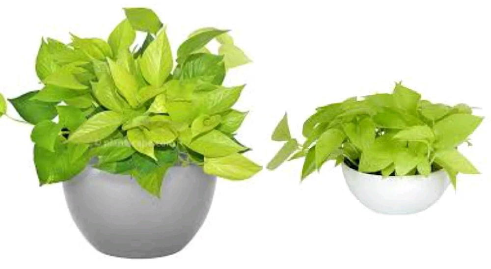 Neon Pothos Live Plant - Epipremnum Aureum - 4 inch Pot - Indoor/Outdoor - Image 1
