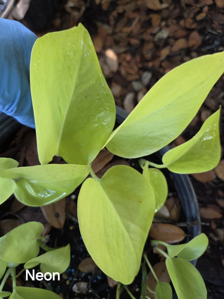 Neon Pothos Live Plant - Epipremnum Aureum - 4" Pot - Indoor & Outdoor - Image 2