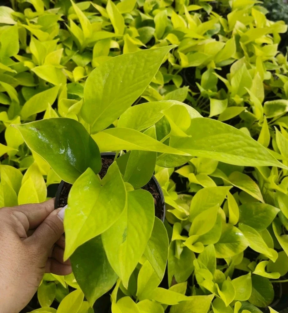Neon Pothos Live Plant - Epipremnum Aureum - 4" Pot - Indoor & Outdoor - Image 1