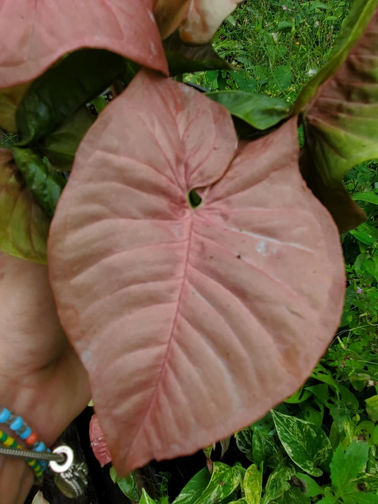 Neon Robusta Syngonium Live Plant - Pink Arrowhead Plant in 4" Pot - Image 1