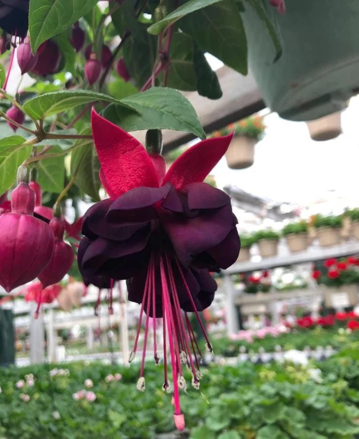New Millennium Fuchsia Live Plant – Large 6" Pot – Shade-Loving Flowering Ornamental for Hanging Baskets - Image 2