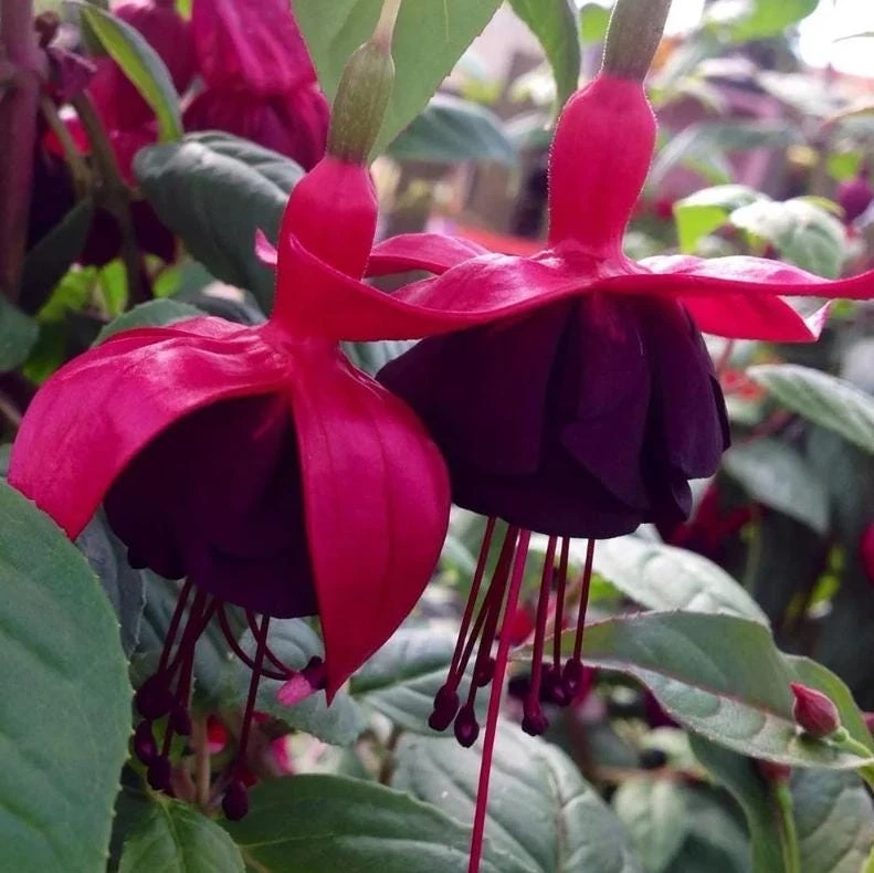 New Millennium Fuchsia Live Plant – Large 6" Pot – Shade-Loving Flowering Ornamental for Hanging Baskets - Image 3
