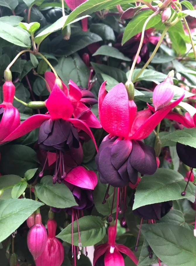 New Millennium Fuchsia Live Plant – Large 6" Pot – Shade-Loving Flowering Ornamental for Hanging Baskets - Image 4