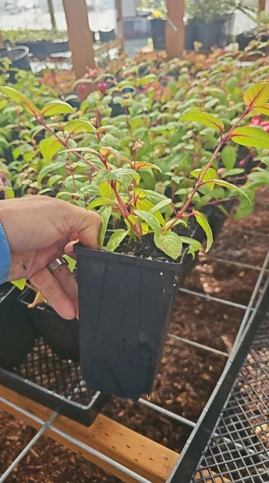 New Millennium Fuchsia Live Plant – Large 6" Pot – Shade-Loving Flowering Ornamental for Hanging Baskets - Image 5