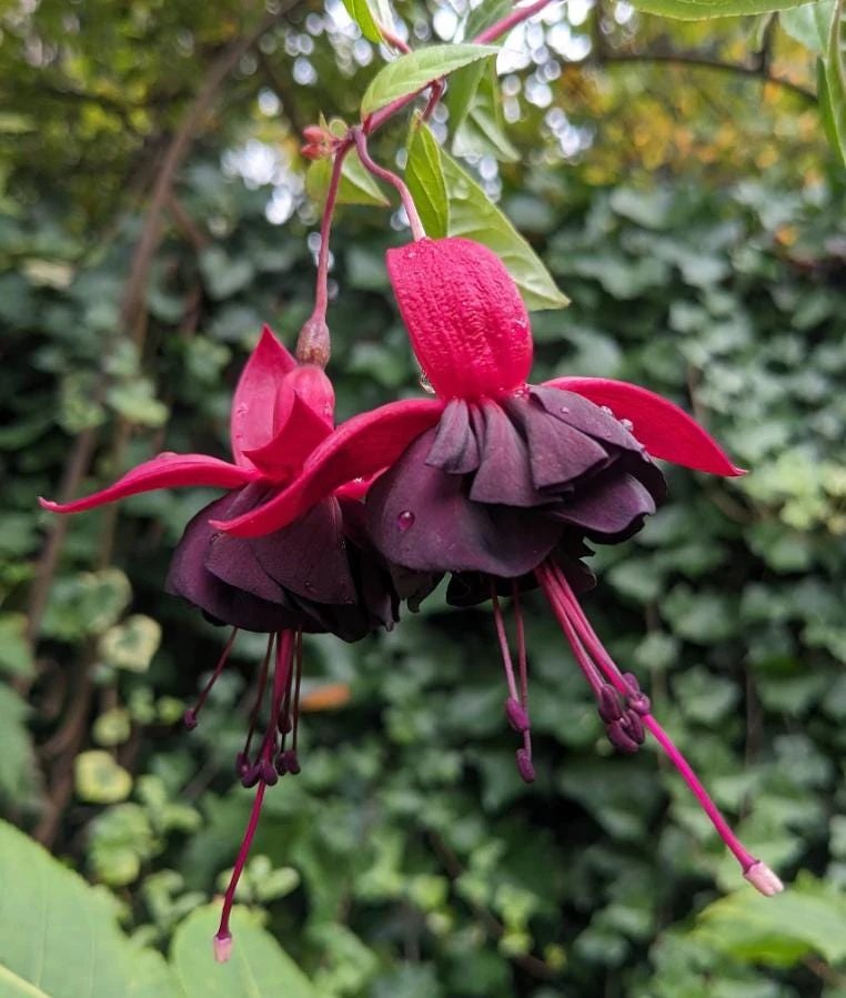 New Millennium Fuchsia Live Plant – Large 6" Pot – Shade-Loving Flowering Ornamental for Hanging Baskets - Image 1