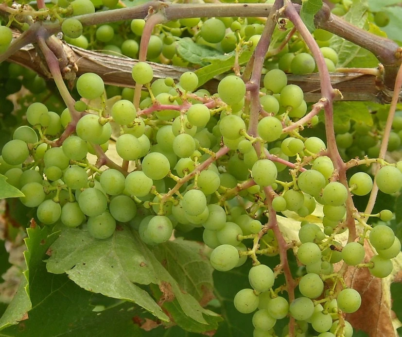 Niagara Green Live Potted Grape Plant, 1-2 Years Old, 2-3 ft Tall - Sweet, Vigorous Vine for Fresh Eating, Jams & Wine - Image 1