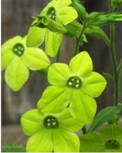 Nicotiana alata Lime Seeds - 20 Count - Fragrant Perennial Flower Seeds - Image 1