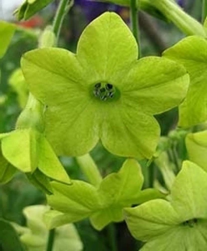 Nicotiana alata Lime Seeds - 20 Count - Fragrant Perennial Flower Seeds - Image 2