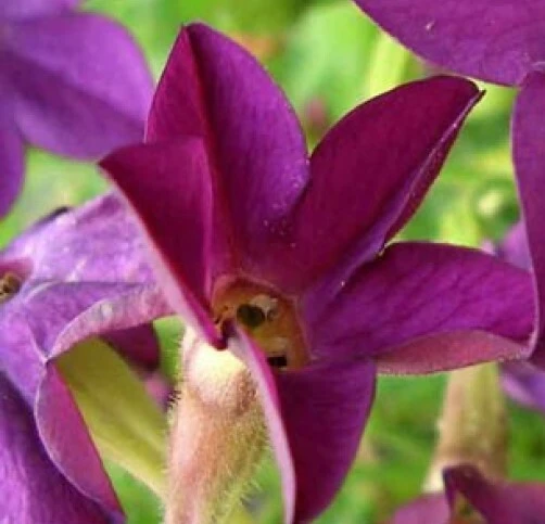 Nicotiana alata Perfume Deep Purple Seeds - 20 Pelleted Annual Seeds - Image 2