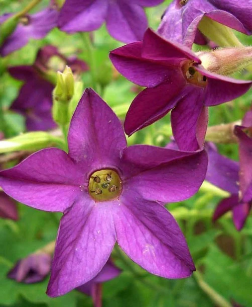 Nicotiana alata Perfume Deep Purple Seeds - 20 Pelleted Annual Seeds - Image 1