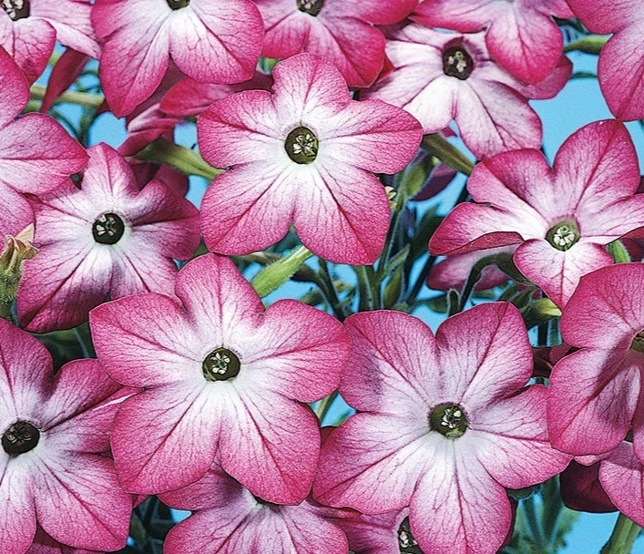 Nicotiana Avalon Pink Picotee Seeds - 10 Annual Flower Seeds for Garden - Image 1