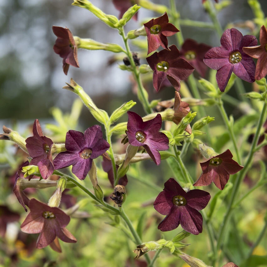 Nicotiana Langsdorffii Bronze Queen Seeds - 20 Count Annual Flower - Image 1