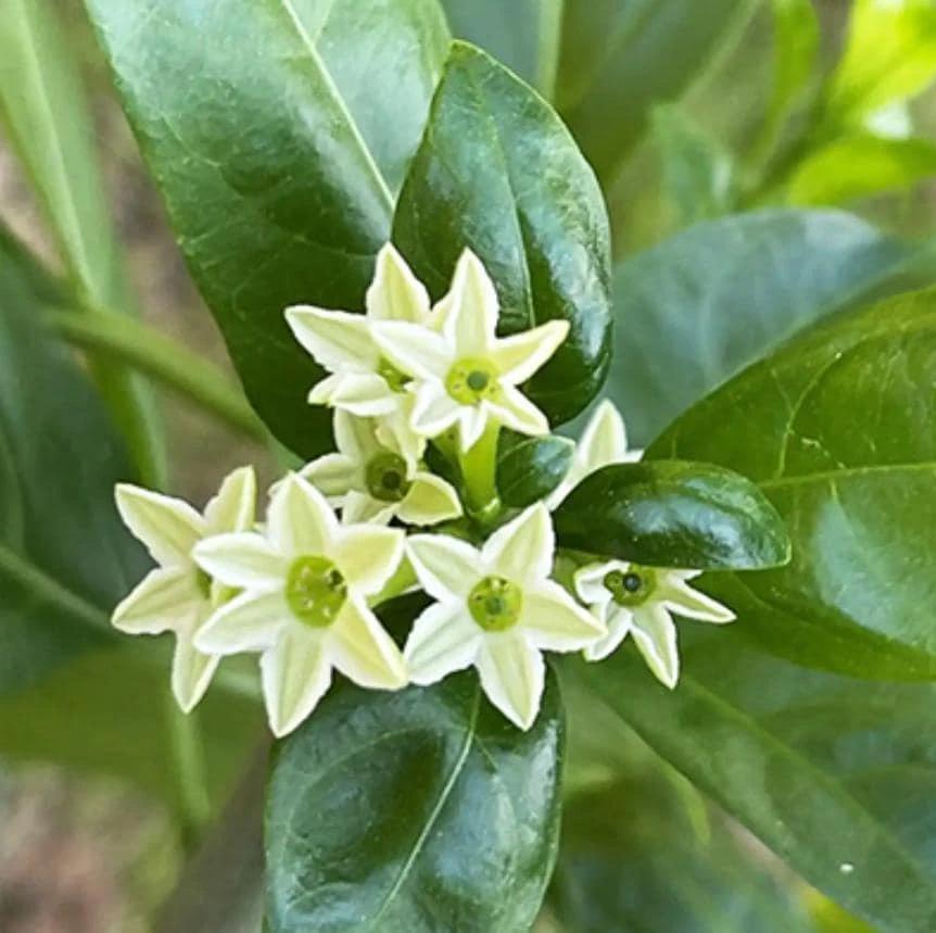Night Blooming Jasmine Live Plant – 4" Pot – Fragrant Ornamental Shrub – Outdoor - Image 1