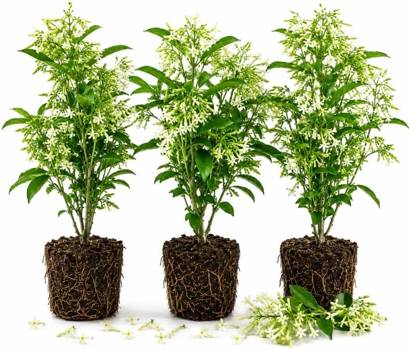 Night Blooming Jasmine Live Plant Set, 4-6 Inches Tall, Night Scented, White Blooms - Image 1