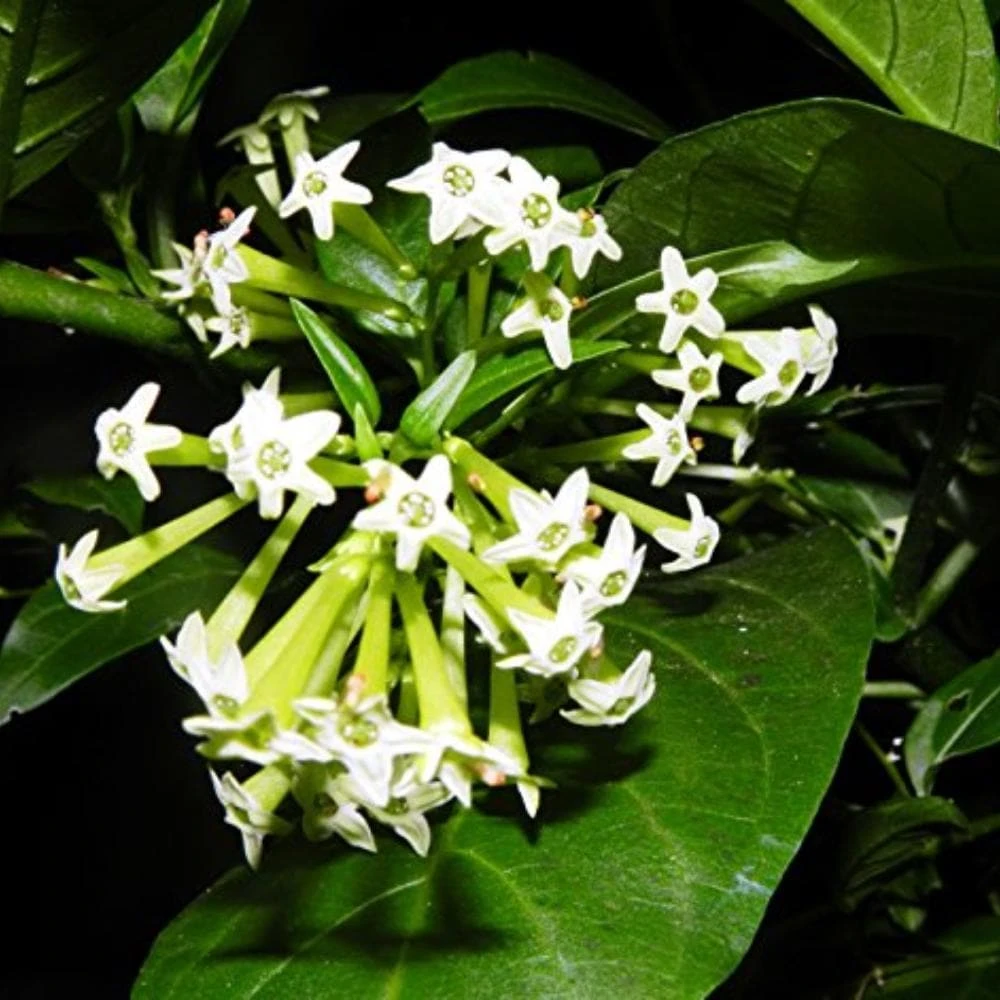 Night Blooming Jasmine Live Plant - Set of 2, 3-6 Inches Tall, Fragrant Outdoor Shrub - Image 10