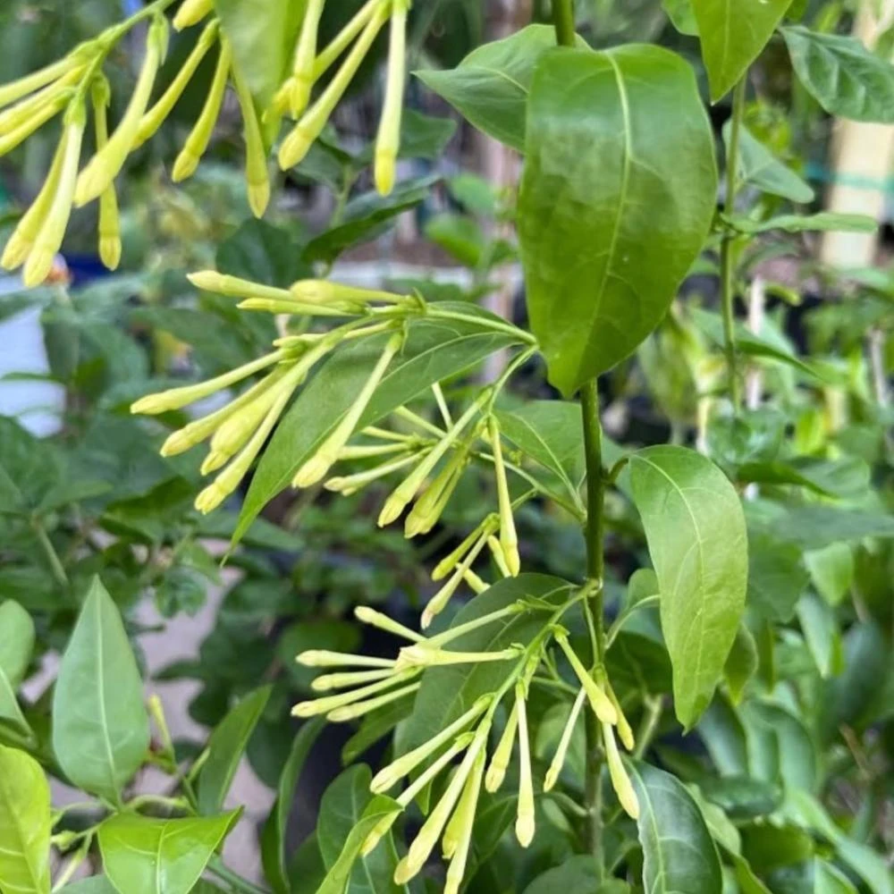 Night Blooming Jasmine Live Plant - Set of 2, 3-6 Inches Tall, Fragrant Outdoor Shrub - Image 11