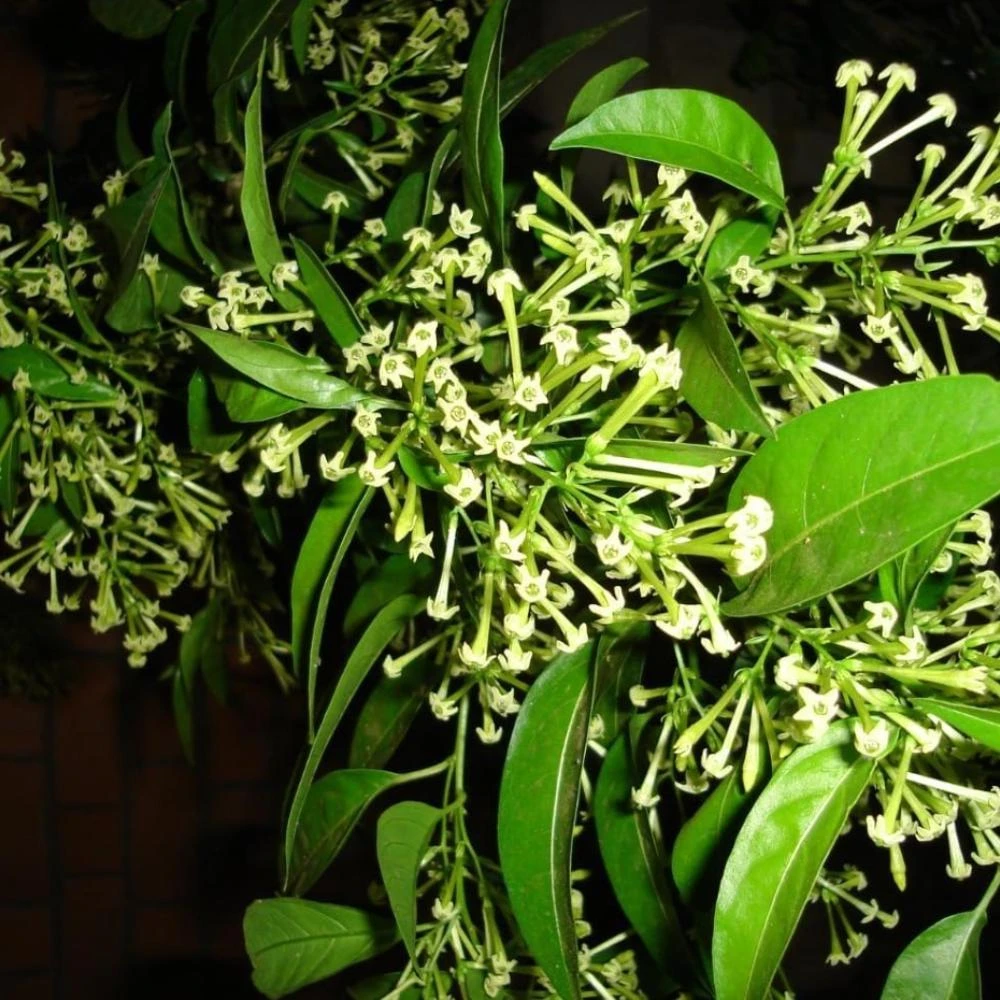 Night Blooming Jasmine Live Plant - Set of 2, 3-6 Inches Tall, Fragrant Outdoor Shrub - Image 3