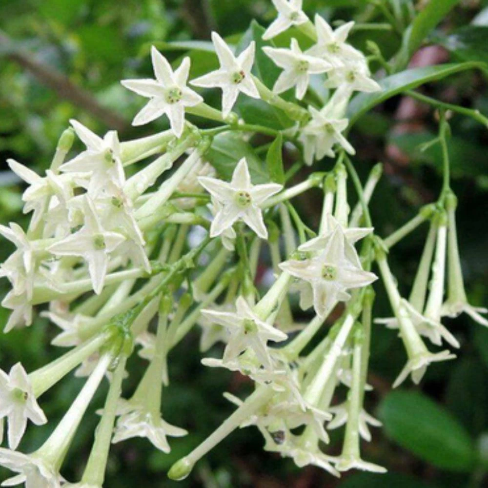 Night Blooming Jasmine Live Plant - Set of 2, 3-6 Inches Tall, Fragrant Outdoor Shrub - Image 5