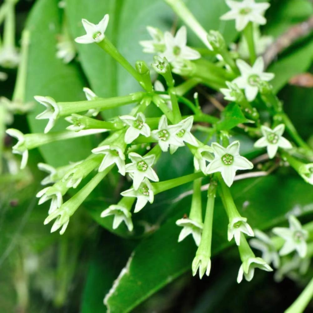 Night Blooming Jasmine Live Plant - Set of 2, 3-6 Inches Tall, Fragrant Outdoor Shrub - Image 6
