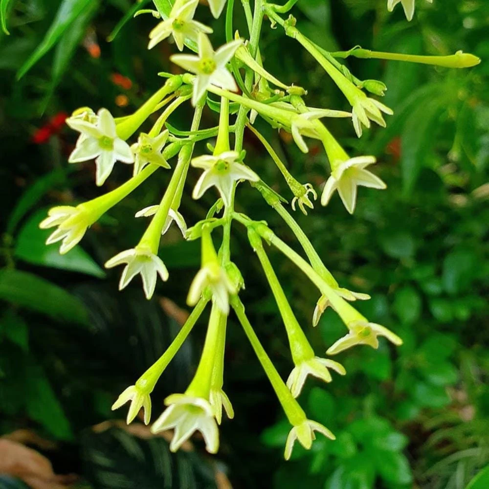 Night Blooming Jasmine Live Plant - Set of 2, 3-6 Inches Tall, Fragrant Outdoor Shrub - Image 7