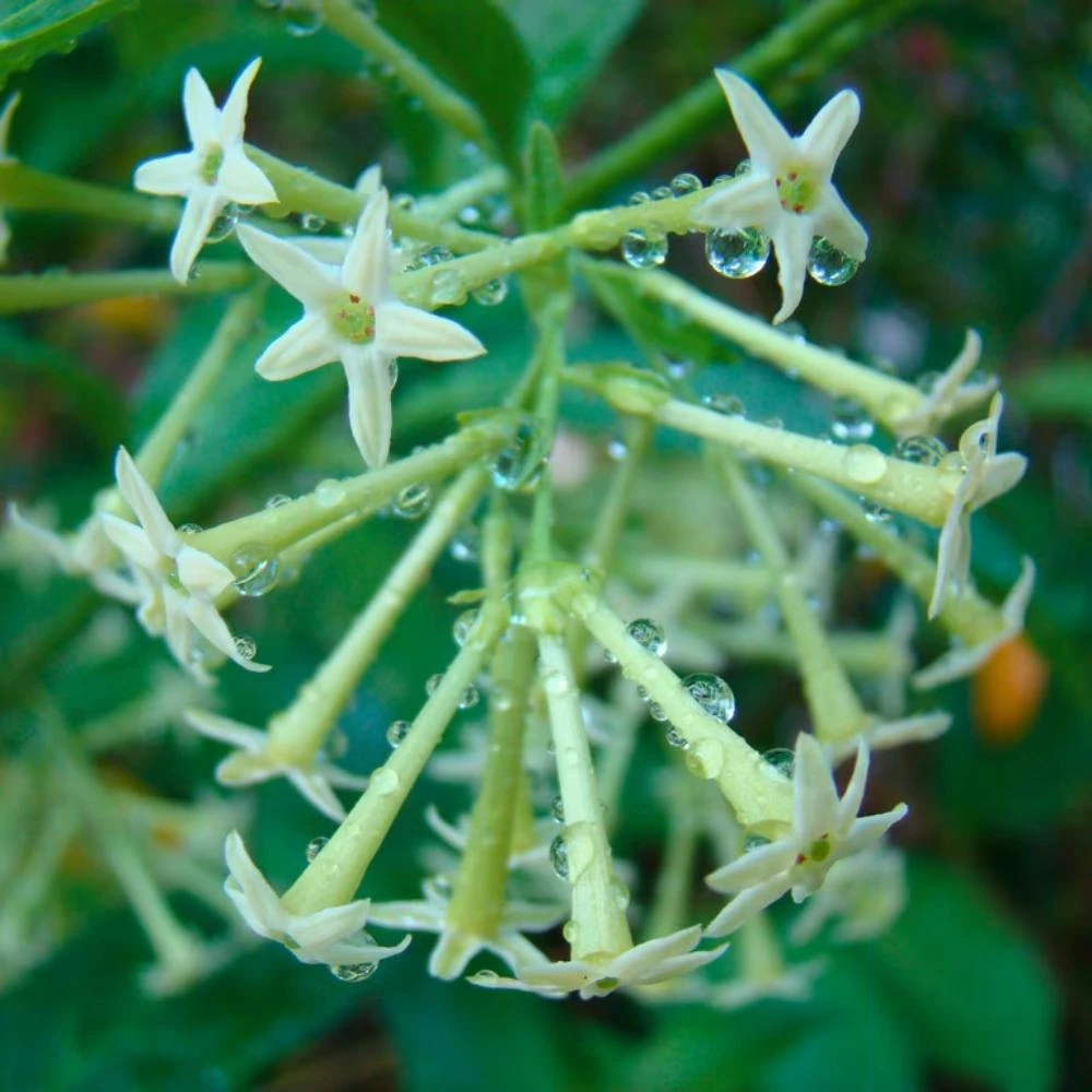 Night Blooming Jasmine Live Plant - Set of 2, 3-6 Inches Tall, Fragrant Outdoor Shrub - Image 8