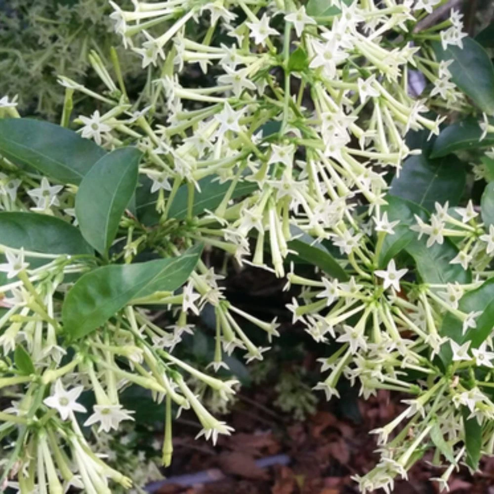 Night Blooming Jasmine Live Plant - Set of 2, 3-6 Inches Tall, Fragrant Outdoor Shrub - Image 9