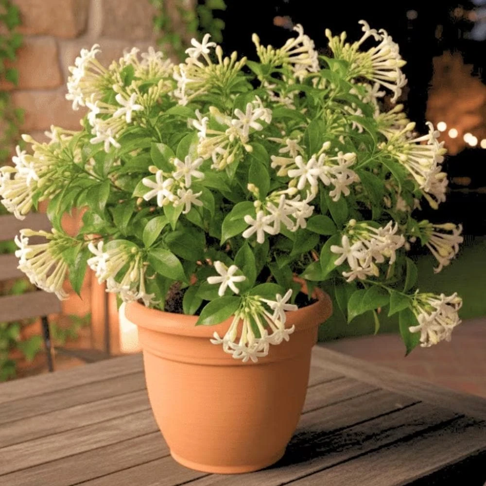 Night Blooming Jasmine Live Plant - Set of 2, 3-6 Inches Tall, Fragrant Outdoor Shrub - Image 1