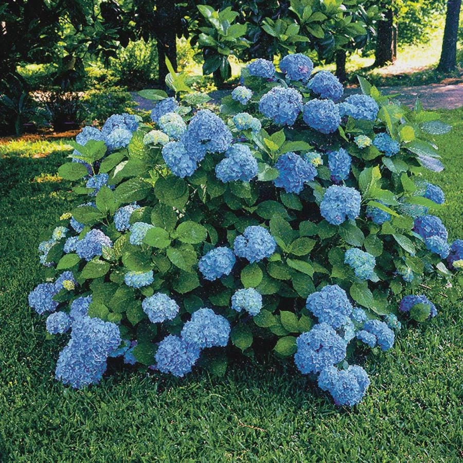 Nikko Blue Hydrangea Live Plant, 2 Pack, 2.5" Pot, Outdoor Shrub - Image 1