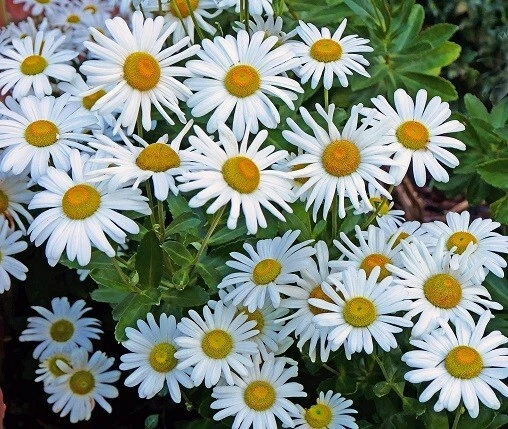 Nippon Daisy Seeds - Montauk Daisies 10 Seeds - Perennial Flower - Image 1