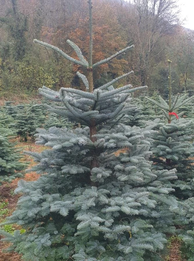 Noble Fir Christmas Tree Live Plant - Large Evergreen Conifer for Holiday & Landscape - Image 1