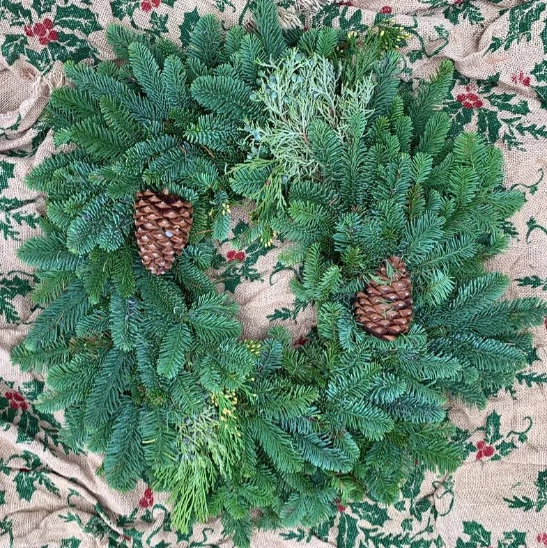 Noble Fir Christmas Tree Live Plant - Medium-Large Evergreen Conifer for Holiday Decor & Landscape - Image 1