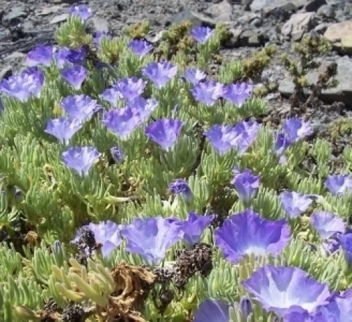 Nolana Blue Bird Seeds - 10 Pack Annual Flower Seeds for Full Sun - Image 1