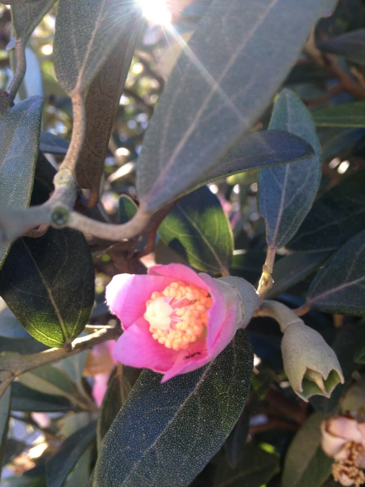 Norfolk Island Hibiscus Seeds - Lagunaria patersonii Primrose Tree - 6 Seed Pack - Image 2