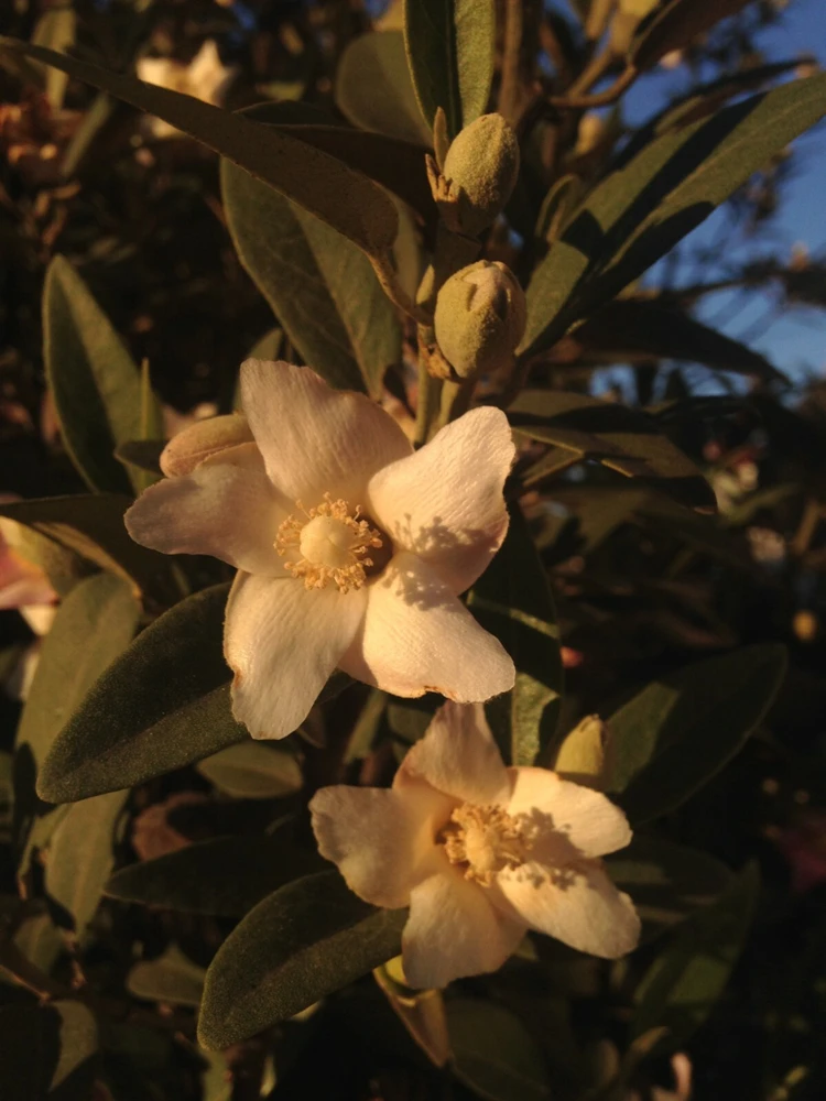Norfolk Island Hibiscus Seeds - Lagunaria patersonii Primrose Tree - 6 Seed Pack - Image 3