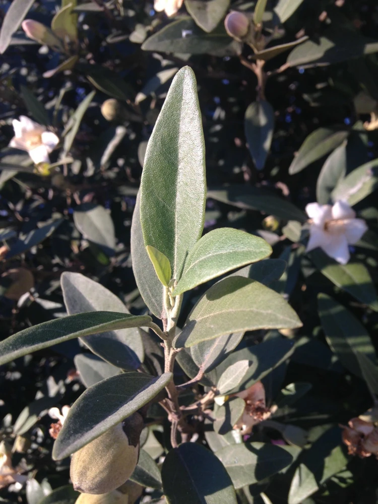 Norfolk Island Hibiscus Seeds - Lagunaria patersonii Primrose Tree - 6 Seed Pack - Image 4