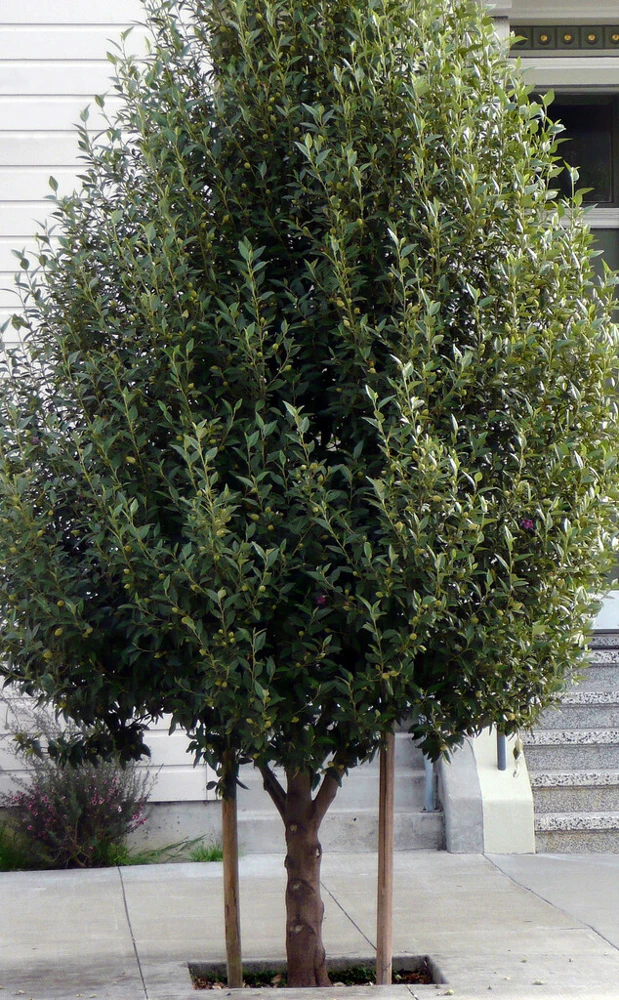 Norfolk Island Hibiscus Seeds - Lagunaria patersonii Primrose Tree - 6 Seed Pack - Image 5