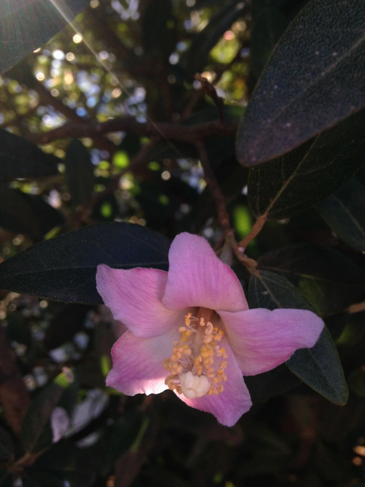 Norfolk Island Hibiscus Seeds - Lagunaria patersonii Primrose Tree - 6 Seed Pack - Image 1