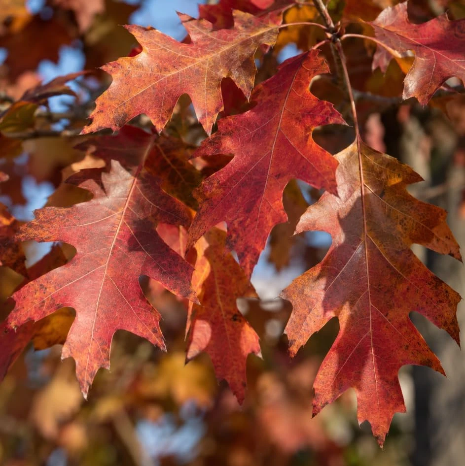 Northern Red Oak Tree Saplings – Live Plant – 6 Inch Tall – Set of 2 – Outdoor - Image 5
