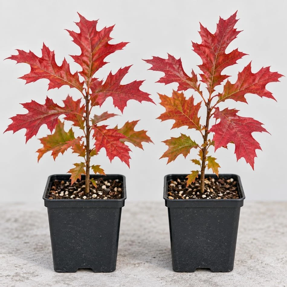 Northern Red Oak Tree Saplings – Live Plant – 6 Inch Tall – Set of 2 – Outdoor - Image 1