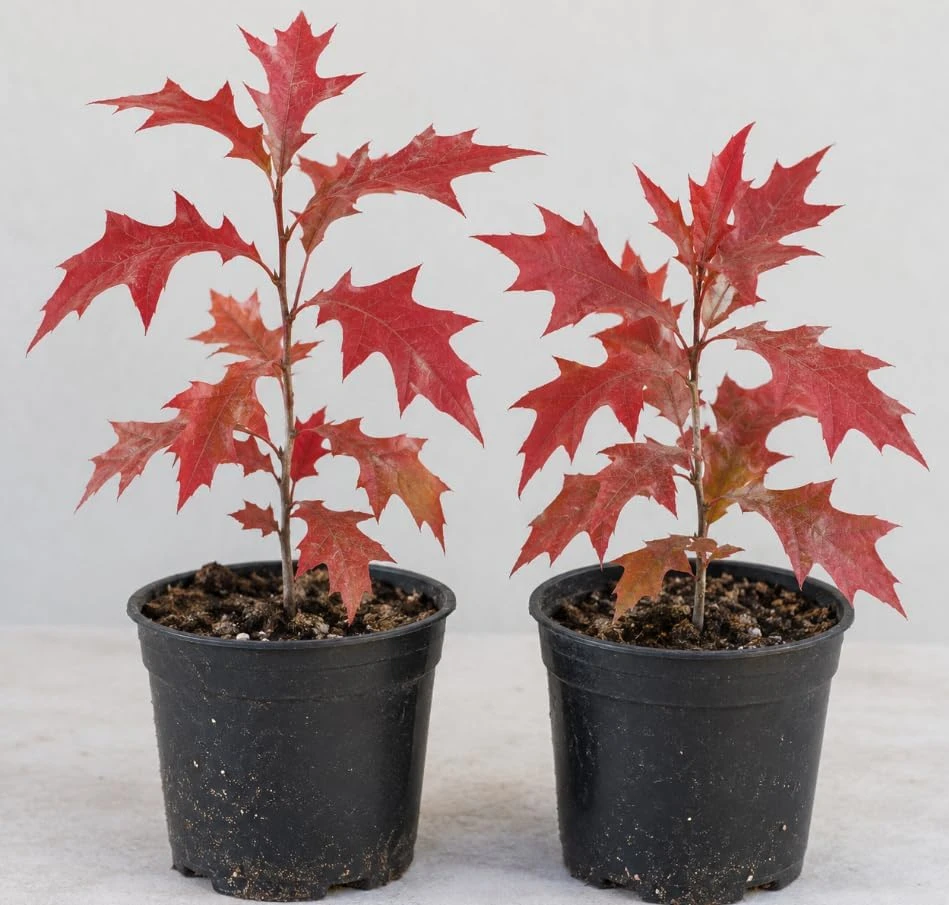 Northern Red Oak Tree Saplings - Set of 2 Live Plants, 18-24 Inch Tall, Hardy Outdoor - Image 1