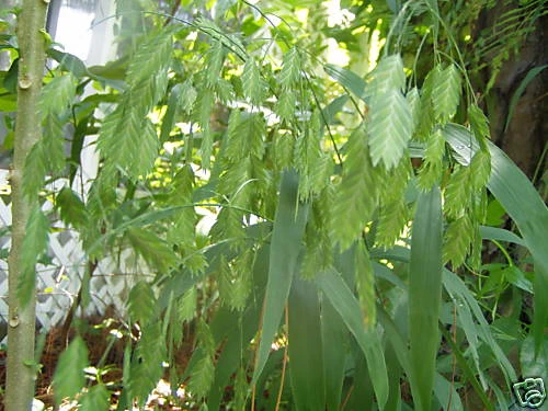 Northern Sea Oats Seeds - Chasmanthium latifolium Grass Seeds 100 Count - Image 1