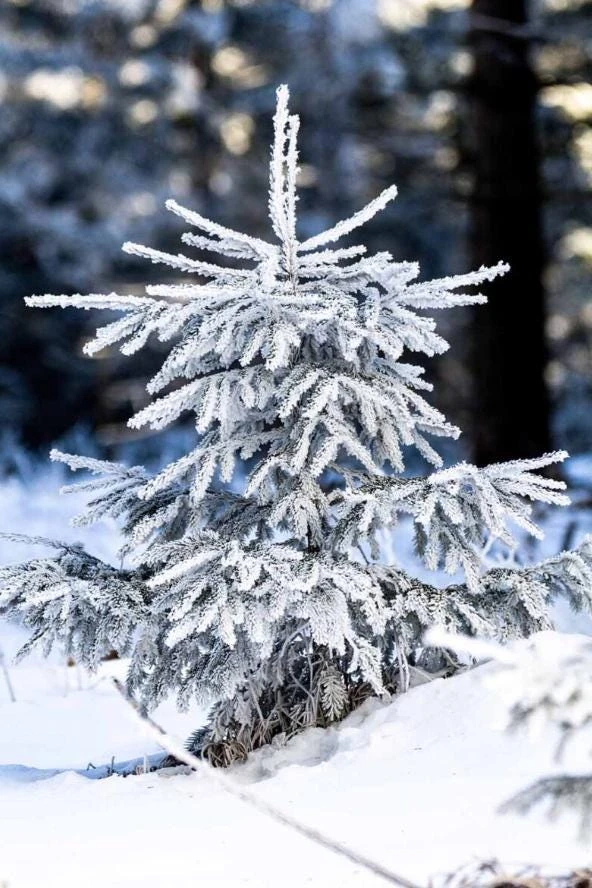 Norway Spruce Live Tree - 3" Pot, Fast-Growing Evergreen Conifer, Outdoor - Image 1