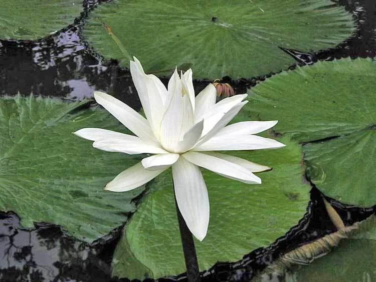Nymphaea pubescens White Water Lily Seeds - 100 Count Aquatic Plant - Image 2
