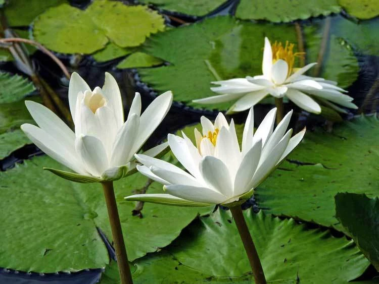 Nymphaea pubescens White Water Lily Seeds - 100 Count Aquatic Plant - Image 1