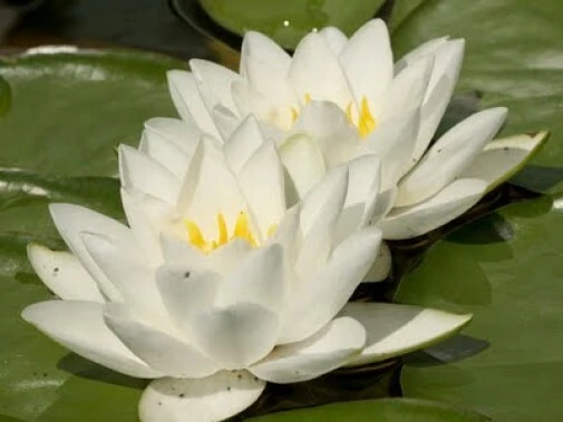 Nymphaea Virginalis White Water Lily Seeds - 15 Count - Aquatic Perennial - Image 2