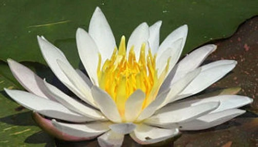 Nymphaea Virginalis White Water Lily Seeds - 15 Count - Aquatic Perennial - Image 1