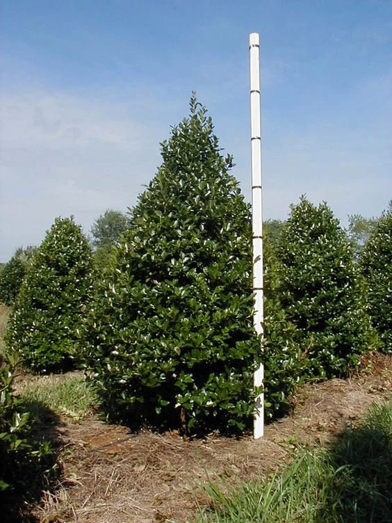 Oak Leaf Holly Live Plant - 4" Pot, 6-12" Tall Evergreen Shrub for Privacy - Image 1